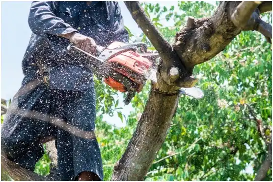 tree services Arapahoe